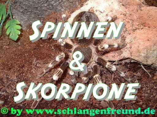 Spinnen & Skorpione