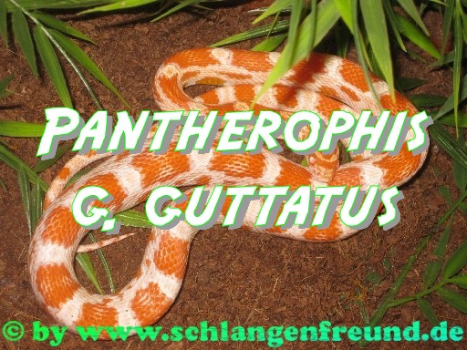 Pantherophis